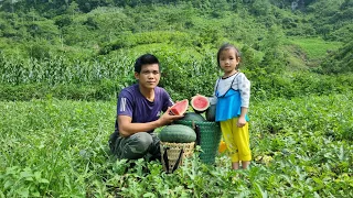 On an unlucky day, watermelon harvest cannot be sold of two uncle and orphan girl | orphan girl