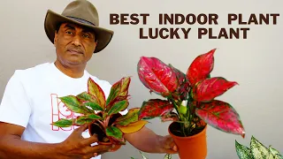 Aglaonema Top 5 Care Tips