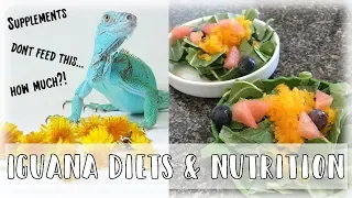 Iguana Diets: What To Feed Your Iguana (2019)