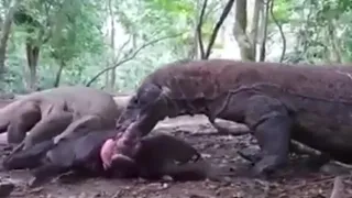 KOMODO DRAGONS EATS A WILD BOAR ALIVE