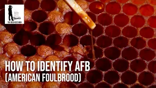 How to Identify AFB (American Foulbrood) - The Bush Bee Man