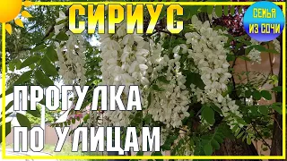 СИРИУС | Прогулка по улицам | Субтропический рай в отдельно взятом городе