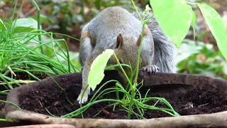 Flying Squirrel!