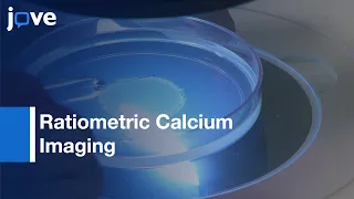 Ratiometric Calcium Imaging of Neurons | Protocol Preview