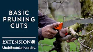 Basic Pruning Cuts