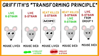 Griffith's Experiment: Bacterial Transformation