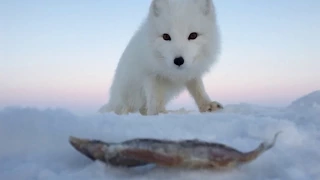 Arctic fox: continued! (Arctic fox and his girlfriend)