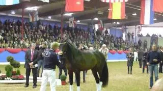 www.reitschule-sandbrink.de TEMPTATION - SANDRO HIT 800.000,- Euro Oldenburger Stallion - Auction