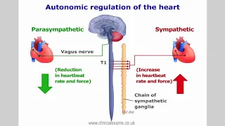 Review of Anatomy and Physiology in Cardiovascular Examination