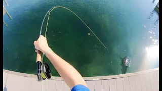 I hooked the fish of my dreams at my feet! (state record)