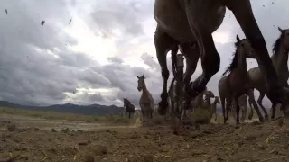 GoPro׃ Behind the Adventure   Wild Mustangs