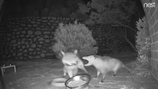 Feral Cats irl: hungry possum tries to fight raccoon