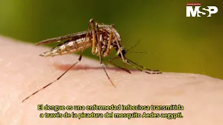 Dengue | ¿Qué es y cómo afecta?