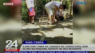 24 Oras: Ilang King Cobra na lumabas ng lungga dahil daw sa init ng panahon, napatay ...