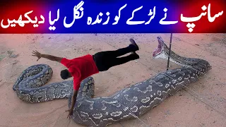 Python Snake Documentary In Urdu World's Biggest Snake دنیا کا سب سے بڑا سانپ LalGulab