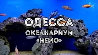 ОДЕССА | Океанариум «НЕМО», аквариум и экзотариум