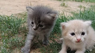 So cute baby😺😍😍#villagevlog #animals #viral #nature