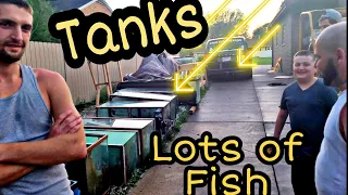 huge rescue - lots of fish - big Umbee- lots of tanks - will have some to give away