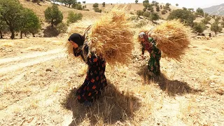 Harvesting Wheat by Grandmother's Son and His Family