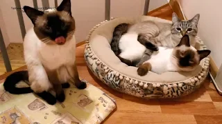 Как тайские котики нежатся утром после сна! Тайские кошки - это чудо! Funny Cats