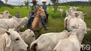 PASTAGEM E MANEJO ROTACIONADO💡