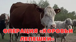 КОРОВЯК - лучшее удобрение! #навоз #коровякудобрение #байкалподкормка #рассада #огород #удобрение