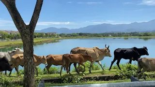 Puasa solo ride | Ulu Yam - Antara Gapi | lembu punya cerita | Tasik cermin