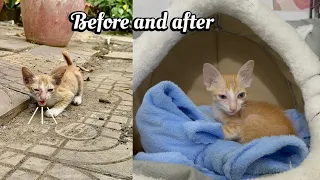Poor kitten abandoned by it mother, journey to rescue and make friends for adopt kittens | FTC Meow