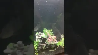 butterfly peacock bass destroying live rosy red minnows 🐟🌊🍽🔥