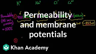 Permeability and membrane potentials | Circulatory system physiology | NCLEX-RN | Khan Academy