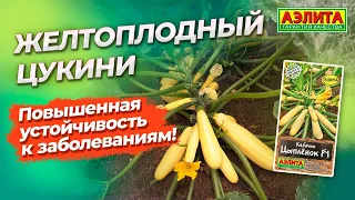 ЖЕЛТЫЙ КАБАЧОК. Вкус и урожайность на высоте!