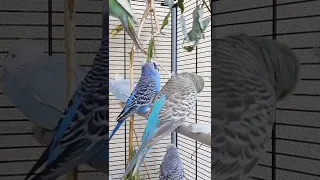 відео для папуги | вчимо папугу говорити Все чудово
