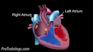 The Cardiac Conduction System