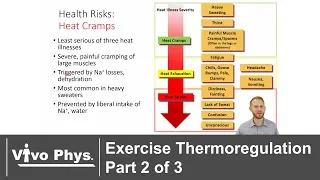 Exercise Thermoregulation Part 2 of 3 - Exercise in the Heat