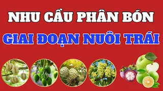 Nhận biết giai đoạn bón phân và cách bón phân giai đoạn nuôi trái | Nhu cầu phân bón cho cây ăn trái