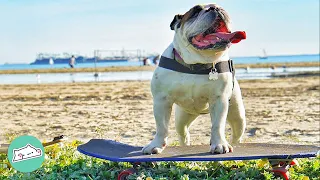 10 Week Old Bulldog Learns To Skate All By Herself | Cuddle Buddies