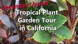 What's Going On in My Tropical Garden in California in Colder Weather | Tropical Plant Garden Tour