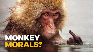 Do Monkeys Have a Moral Compass?