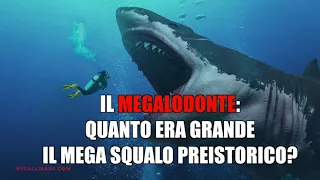 Il Megalodonte. Quanto era grande il mega squalo preistorico?