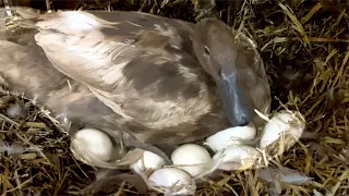 Will Khaki Campbell Ducks Hatch Eggs Naturally?