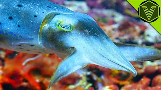 Cuttlefish: the Invisible Hypnotist that Can Attack a Human