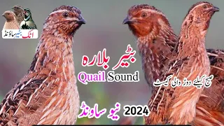 بٹیر آواز Quail Sound for Morning New 2024 ( subah dore wali awaz)