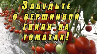 Как спасти томаты от вершинной гнили- реально работающие советы агронома.