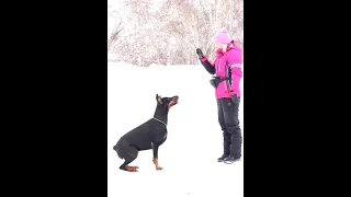 Доберман. Команды жестами /Doberman. Gesture commands