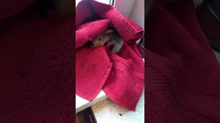 Чип дома и Злой 😂#youtubeshorts #squirrel #funny #cute #shortvideo #youtube