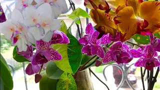 Орхидеи ДОМА цветут ПОСТОЯННО /Шикарное цветение моих ОРХИДЕЙ 🌸
