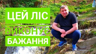 Такого копу у мене ще не було. Цей ліс виконує бажання. Артефакти так і пруть. Simplex Ultra. Коп