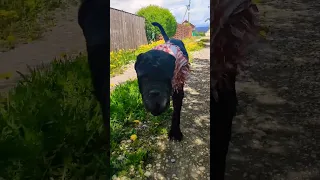 Неаполитанский мастиф Маля, красотка. 🐾Neapolitan Mastiff Mala, beauty.