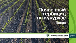 Почвенный гербицид на кукурузе, Пенза