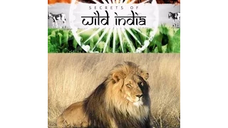 Львы пустыни  Тайны дикой природы Индии (Фильм второй)